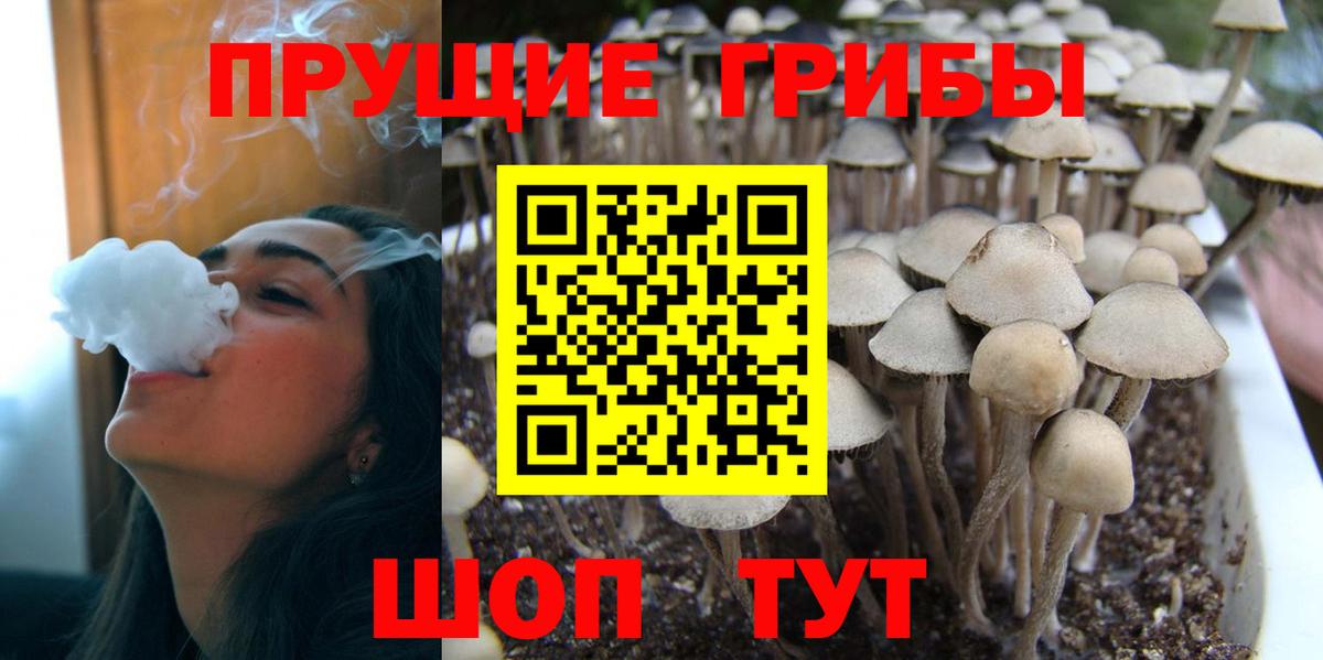 Псилоцибиновые грибы прущие грибы  Ялта  Псилоцибиновые грибы Psilocybe 